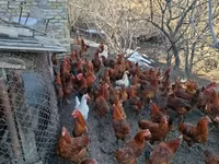 Chickens — foto 1