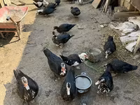 Hausente — Foto 4