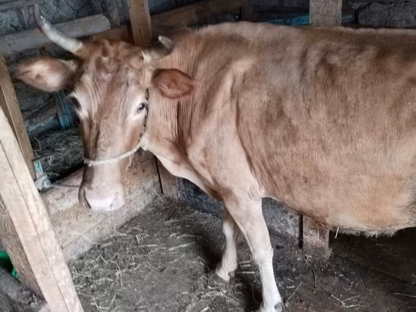 İnək, Simmental cattle