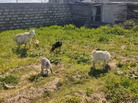 Goat, Goats — photo 2