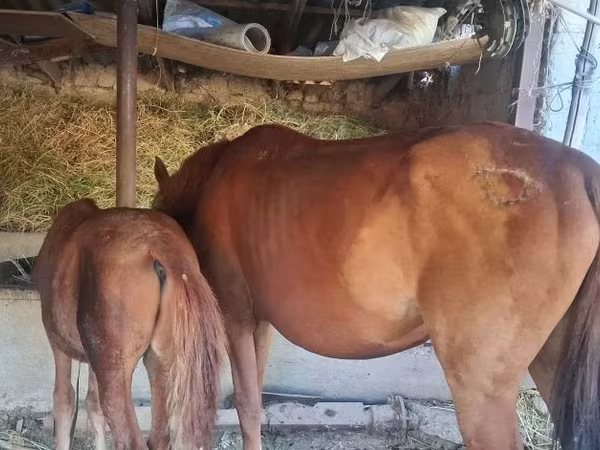 Mare, Horses