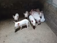 Säue, Schweine — Foto 2