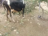 Krava, Simmental cattle — foto 3