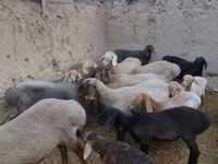 Ovelha, Arashan sheep — foto 1
