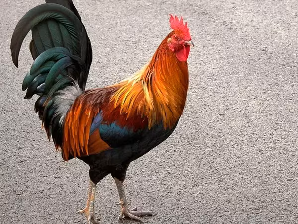 Chickens — أرمينيا