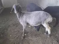 Sheep (batch, sex not specified), Sheep — photo 1