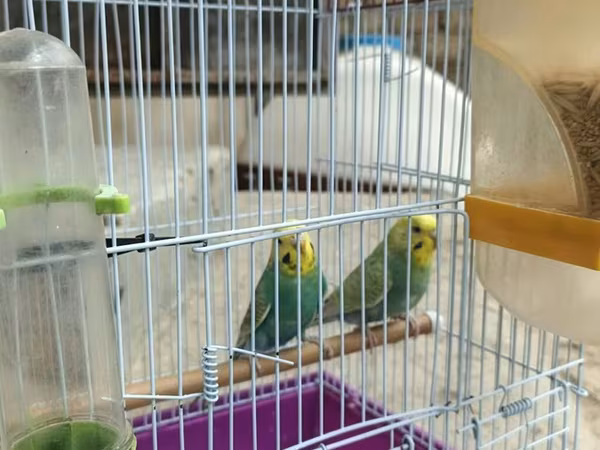 Quşlar satilir korela hər biri 35 azn.Volnistiy papuqaylar hər biri 15