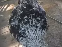 Araucana — Foto 2