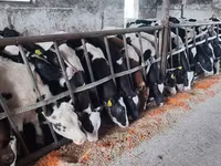 सांड, Russian Black pied cattle — फ़ोटो 4