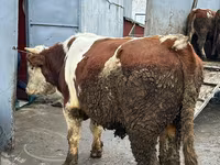 İnək, Simmental cattle — foto 1