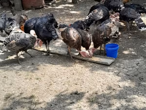 Turkeys — Azerbaijan