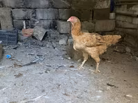 Brahma — foto 6