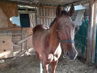 Mare, Horses — photo 4
