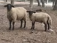 Carneiro, White Suffolk sheep — foto 1