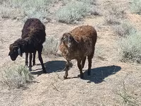 Qoç, Edilbay sheep — foto 1