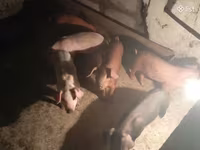 Säue, Schweine — Foto 1