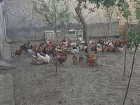 Chickens — photo 2