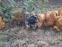 Pekin Bantam — foto 2