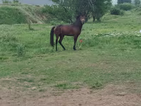 Horse (M), Horses — photo 1