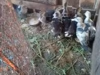 Ducks — Foto 1