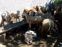 Qoç, Qoyunlar — foto 3