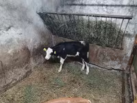 Buğa, Simmental cattle — foto 2