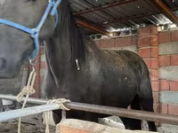 Égua, Cavalos — foto 5