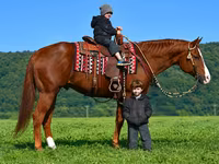 At, Quarter Horse — foto 6