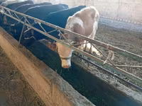 Krava, Swiss cattle — foto 1