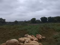 Ovce (šarže, pohlaví neuvedeno), Ovce — foto 7
