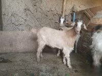 Koza, Kozy — foto 3