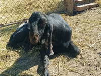 Keçi, Kamori goats — foto 2