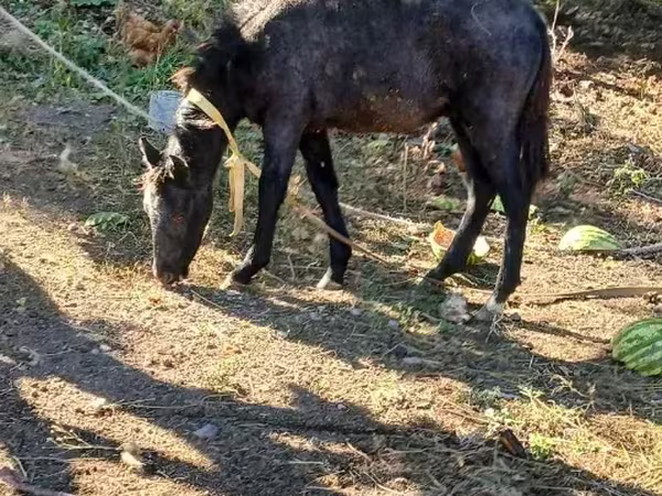 घोड़ा, घोड़े