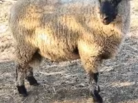 公羊, Shroshire sheep — 照片 3