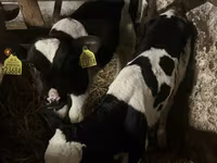 Buğa, Russian Black pied cattle — foto 4
