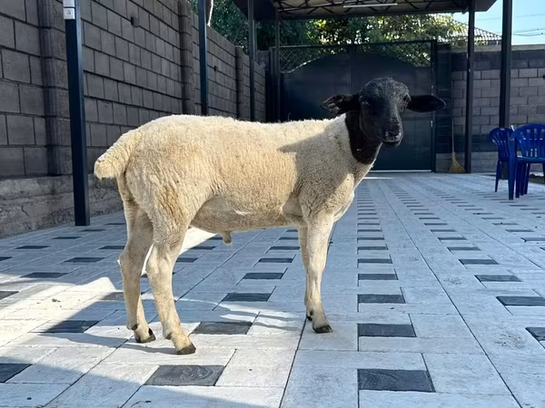 मेढ़ा, Hissar sheep