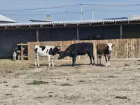 Cow, Latvian Blue cattle — photo 2