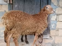 Qoç, Qoyunlar — foto 4