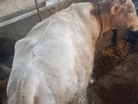 ثور, الماشية — الصورة 5