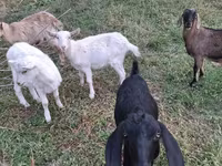 Goat, Nubian Goat — photo 2