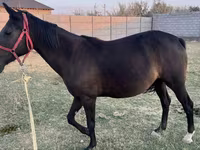 母马, Horses — 照片 6