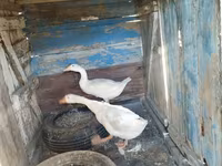 Geese — foto 1