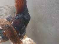Chickens — 3-rasm