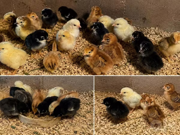 Chickens