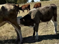 Býk, Červená bezrohá kráva — foto 4