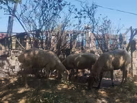 Sheep (batch, sex not specified), Sheep — photo 2
