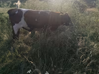 Byk, Russian Black pied cattle — zdjęcie 3