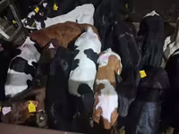 सांड, Simmental cattle — फ़ोटो 6