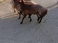 Sheep (batch, sex not specified), Sheep — photo 4