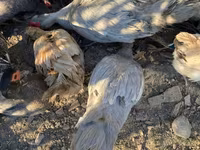 Ducks — photo 4